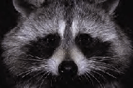 Email Raccoons Eye (X-ina)